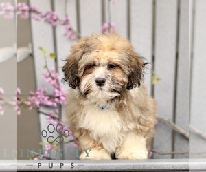 ShihPoo Puppy for sale in GORDONVILLE, PA, USA