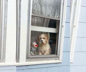 Mutt Dogs for adoption in Candler, NC, USA