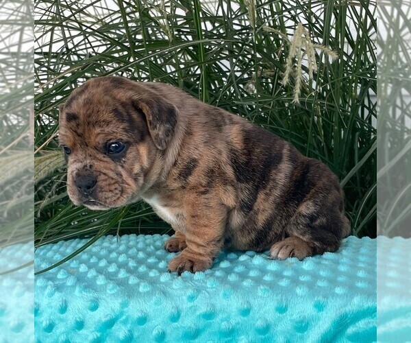 Medium Photo #1 Beabull Puppy For Sale in ARTHUR, IL, USA