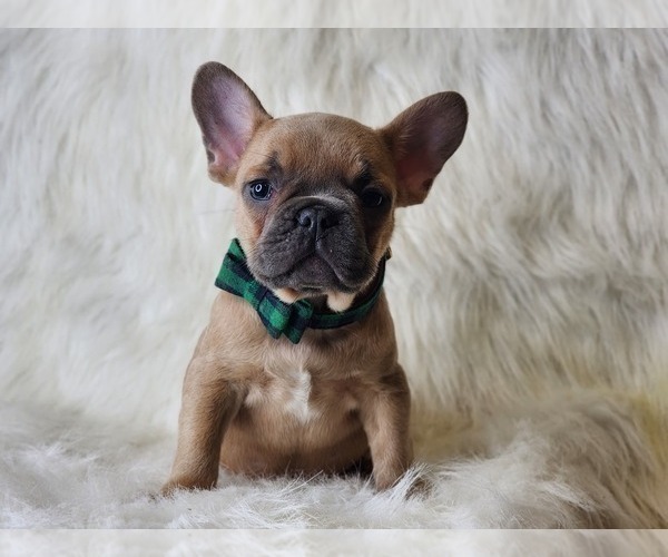 Full screen Photo #1 French Bulldog Puppy For Sale in CRANSTON, RI, USA