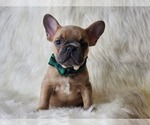 Small Photo #1 French Bulldog Puppy For Sale in CRANSTON, RI, USA
