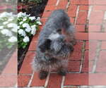 Small Photo #2 Mutt Puppy For Sale in Cookeville, TN, USA