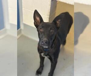 German Shepherd Dog-Unknown Mix Dogs for adoption in Visalia, CA, USA