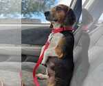 Small Photo #11 Beagle Puppy For Sale in Dunnellon, FL, USA