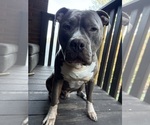 Small Photo #1 Bullypit Puppy For Sale in MIDDLETOWN, CT, USA