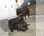 Puppy Puppy 2 Labrador Retriever