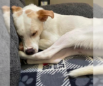 Small #5 Labrador Retriever Mix