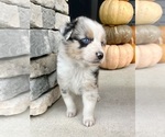 Small #3 Australian Shepherd