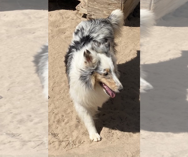 Medium Photo #3 Shetland Sheepdog Puppy For Sale in FORT MORGAN, CO, USA
