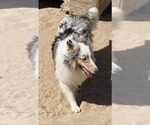 Small #2 Shetland Sheepdog