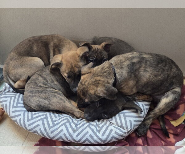 Medium Photo #5 Mutt Puppy For Sale in Brooklyn Center, MN, USA