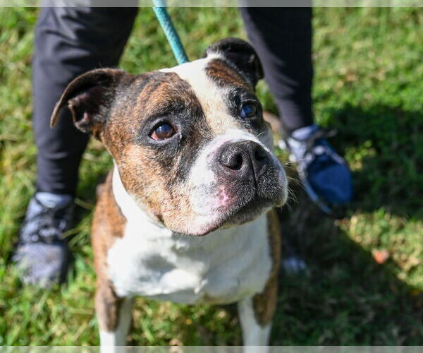 Medium Photo #8 Bullypit Puppy For Sale in Glen Allen, VA, USA