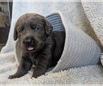 Image preview for Ad Listing. Nickname: Blue