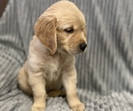 Small Photo #6 Golden Retriever Puppy For Sale in STRATFORD, OK, USA