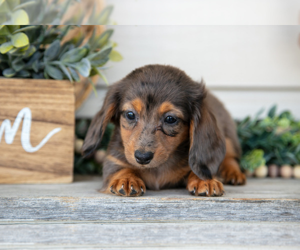 Medium Photo #10 Dachshund Puppy For Sale in NAPPANEE, IN, USA