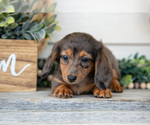 Small Photo #10 Dachshund Puppy For Sale in NAPPANEE, IN, USA