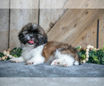 Puppy Elliot Shih Tzu