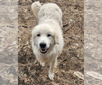 Small Photo #1 Great Pyrenees Puppy For Sale in CROSBY, MN, USA