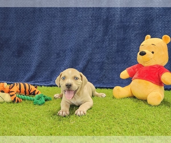 Medium Photo #8 Catahoula Leopard Dog Puppy For Sale in CUMBY, TX, USA