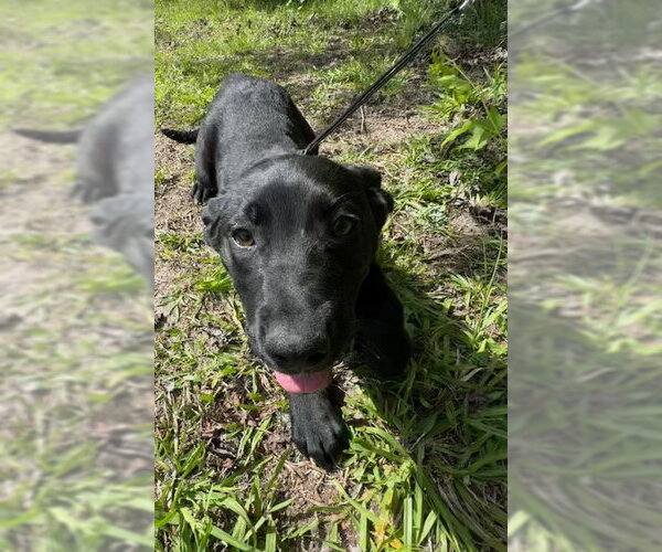 Medium Photo #2 Labrador Retriever-Unknown Mix Puppy For Sale in Tarrytown, GA, USA