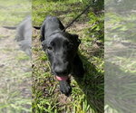 Small #1 Labrador Retriever Mix
