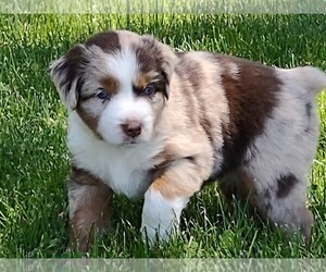 Australian Shepherd Puppy for Sale in MOUNTAIN HOME, Idaho USA