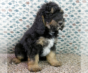 Bernedoodle (Miniature) Puppy for sale in ROY, UT, USA