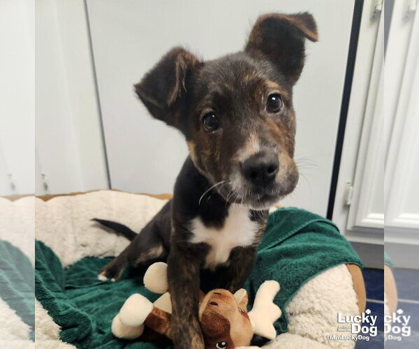 Medium Photo #4 Mutt Puppy For Sale in Washington, DC, USA