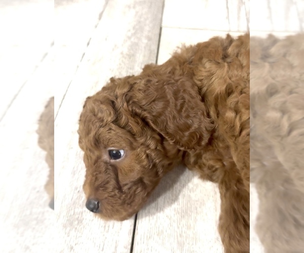 Medium Photo #3 Golden Retriever-Poodle (Toy) Mix Puppy For Sale in GIBSONTON, FL, USA