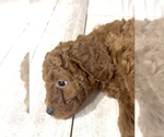 Small #2 Golden Retriever-Poodle (Toy) Mix