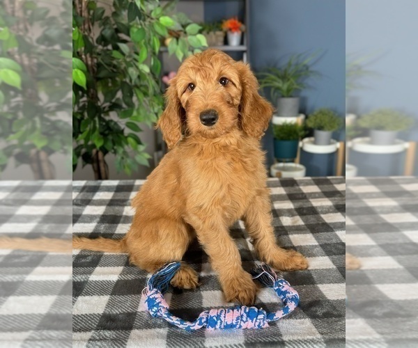 Medium Photo #4 Goldendoodle Puppy For Sale in GREENWOOD, IN, USA