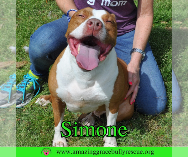 Medium Photo #15 American Staffordshire Terrier-Unknown Mix Puppy For Sale in Pensacola, FL, USA