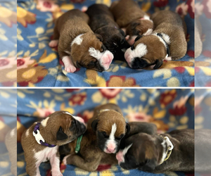 Boxer Puppy for Sale in VINEMONT, Alabama USA