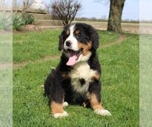 Bernese Mountain Dog Puppy for sale in BROOKVILLE, OH, USA