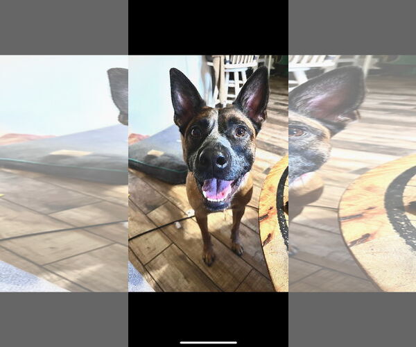 Medium Photo #2 - Mix Puppy For Sale in Mobile, AL, USA