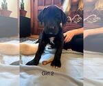 Small Photo #1 Great Dane Puppy For Sale in RUSSELL, IA, USA