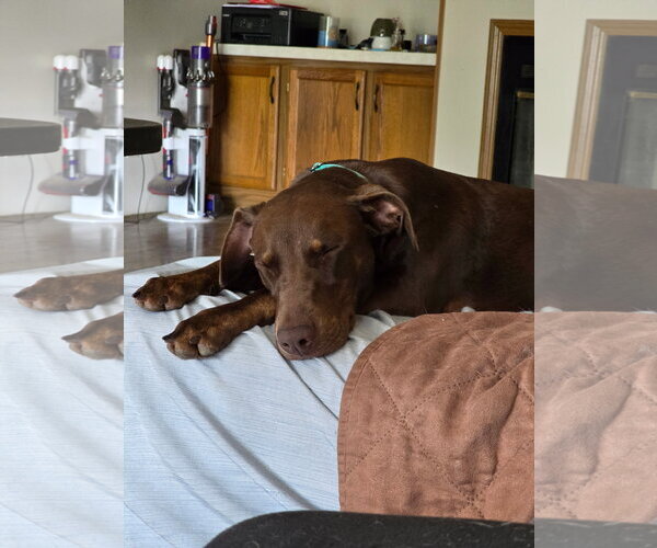 Medium Photo #3 Doberman Pinscher-Unknown Mix Puppy For Sale in Minneaoplis, MN, USA