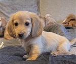 Puppy Cristobal Dachshund