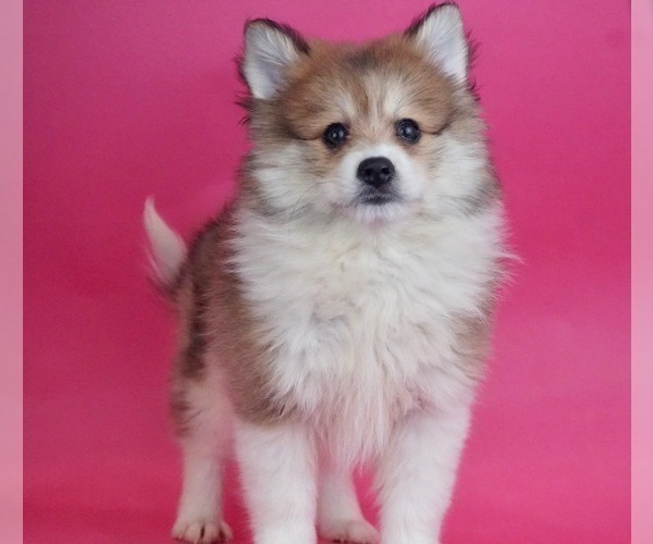 Medium Photo #1 Pomsky Puppy For Sale in WARSAW, IN, USA