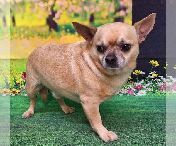 Medium Photo #6 ShiChi Puppy For Sale in Wetumpka, AL, USA