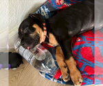 Small #3 Rottweiler Mix