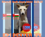 Small #1 Saluki-Whippet Mix