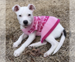 Small Photo #1 Bull Terrier-Unknown Mix Puppy For Sale in McKinney, TX, USA