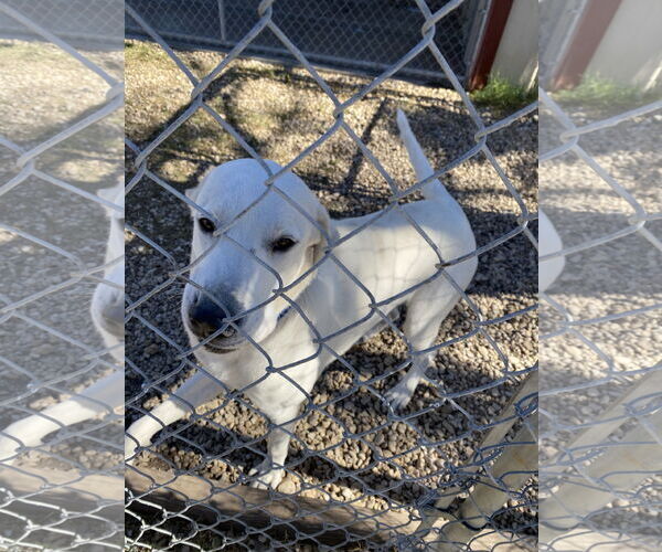 Medium Photo #1 Great Pyrenees Puppy For Sale in Devine, TX, USA