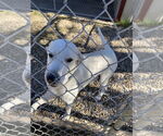 Small Great Pyrenees
