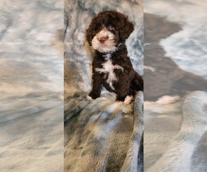 Portuguese Water Dog Puppy for sale in ACCOKEEK, MD, USA