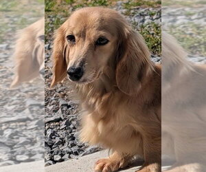 Dachshund Dogs for adoption in Shelbyville, TN, USA