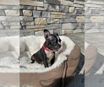 Small Photo #9 Boston Terrier Puppy For Sale in LYNNWOOD, WA, USA
