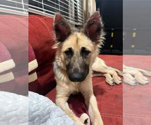 Mutt Dogs for adoption in Westwood, NJ, USA