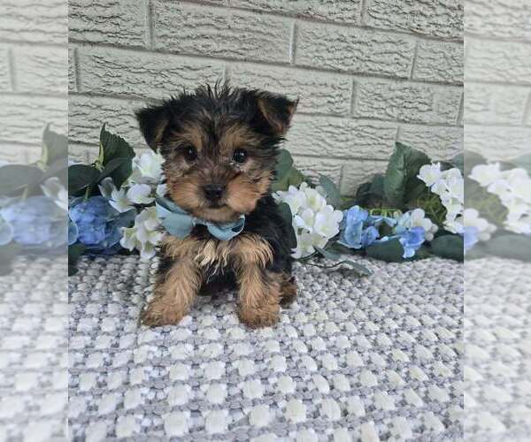Medium Photo #4 Yorkshire Terrier Puppy For Sale in INDIANAPOLIS, IN, USA